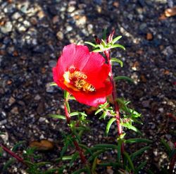 honey from the apiary of Bose