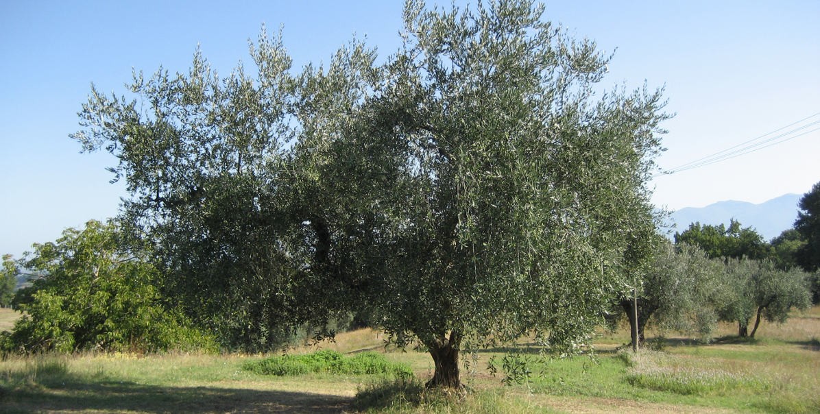 3ulivo1200